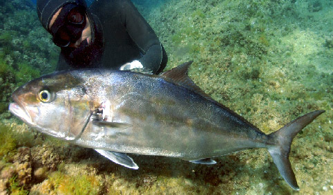 66 RICCIOLA