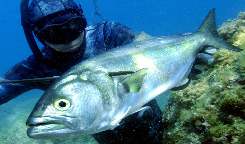 81 PESCE SERRA