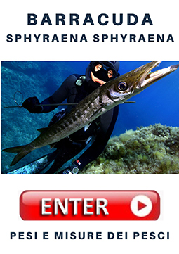 Barracuda pesi e misure