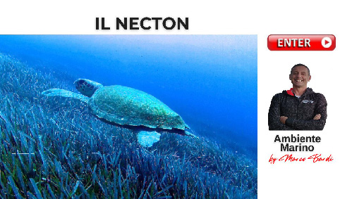 Bott necton