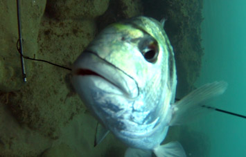 COLLOCARE SAGOLA 2