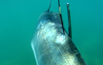 COLLOCARE SAGOLA 3