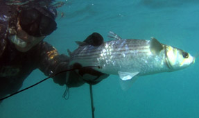 COLLOCARE SAGOLA 4
