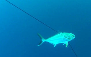 COLLOCARE SAGOLA 5