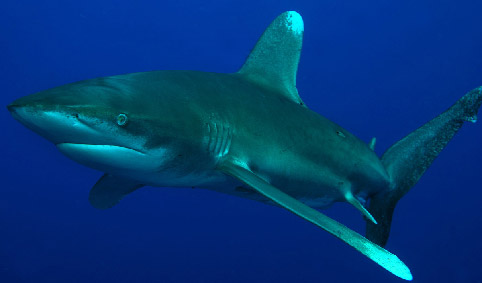 LONGIMANUS
