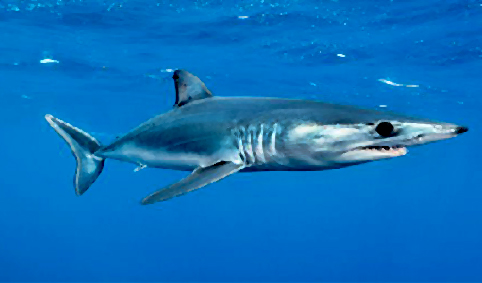 MAKO