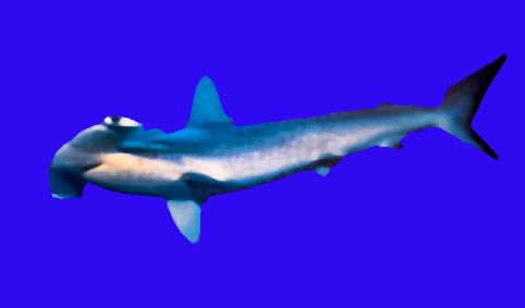 MARTELLO