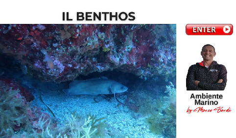 Miniatura benthos