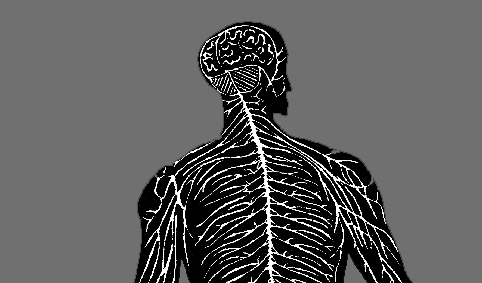Nervous System PSF