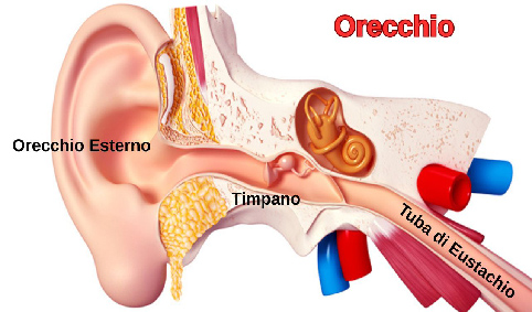 Orecchio 1