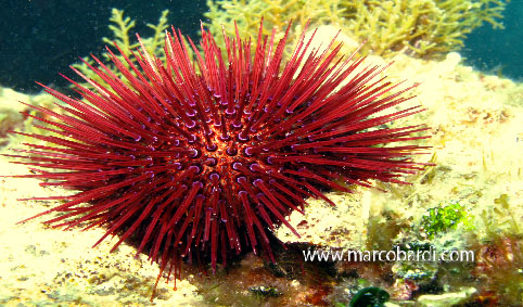 RICCIO FEMMINA Paracentrotus Lividus