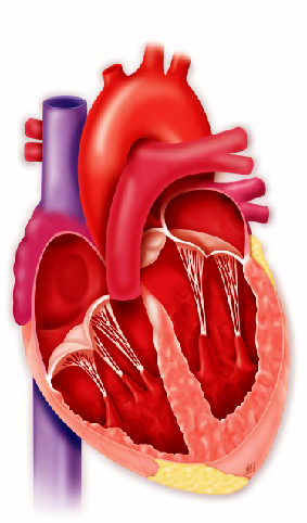 app cardio 02