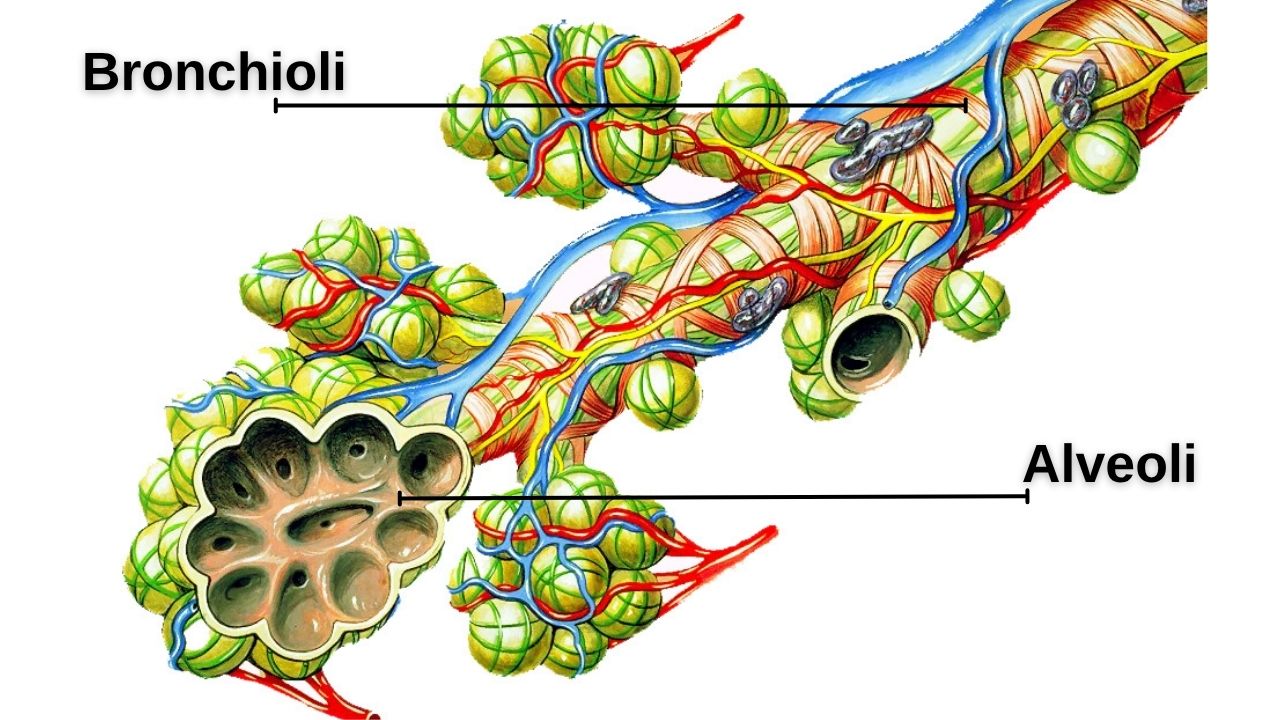 app respiratorio 03