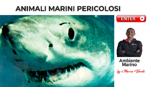 bott animali mar pericolosi