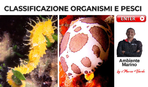 bott classificazione
