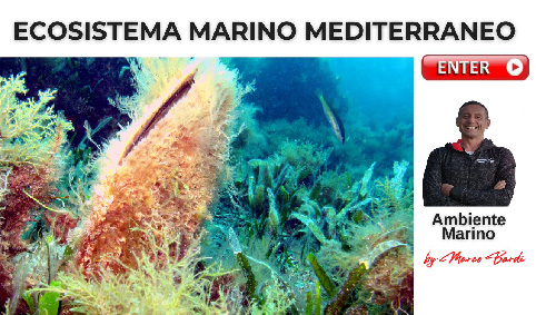 bott ecosistema med