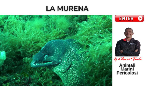 bott la murena