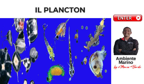 bott plancton