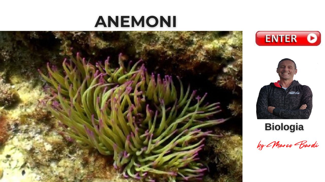 bottone anemoni