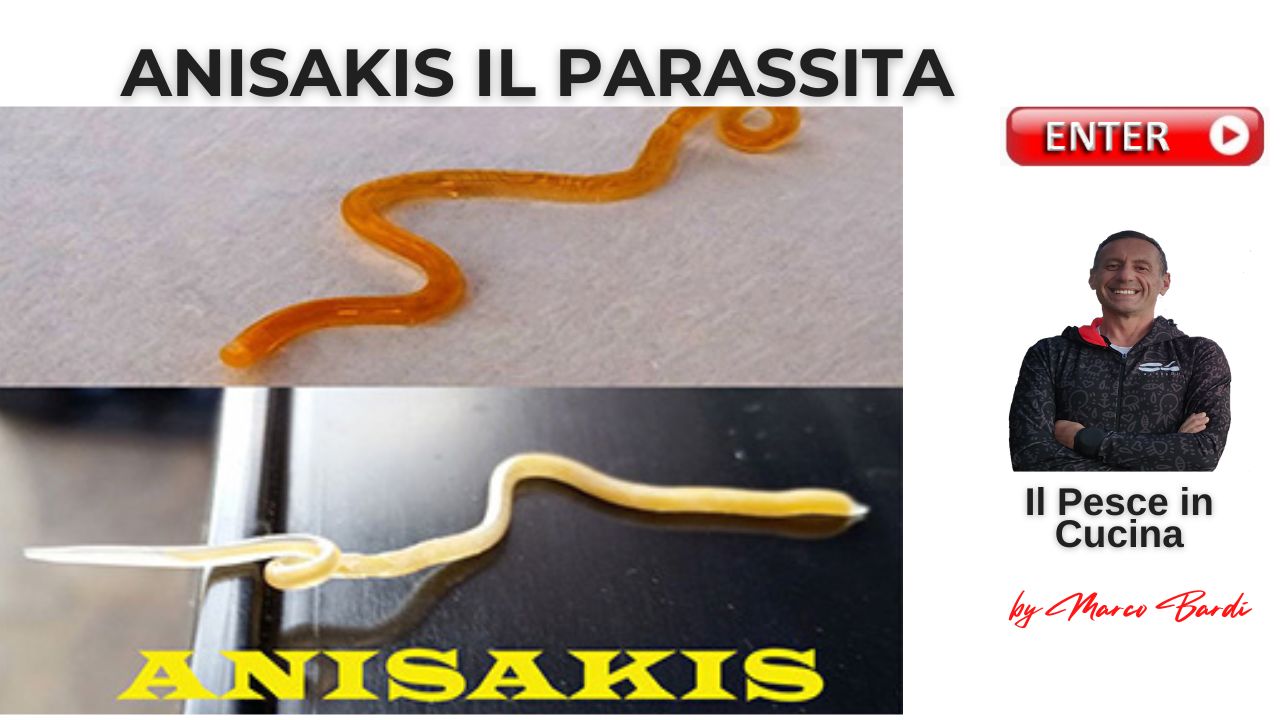 bottone anisakis