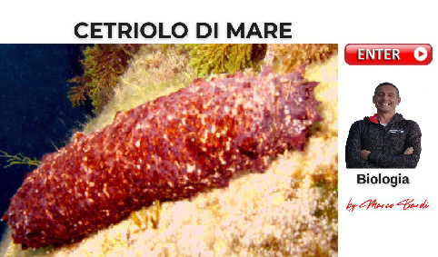 bottone cetriolo