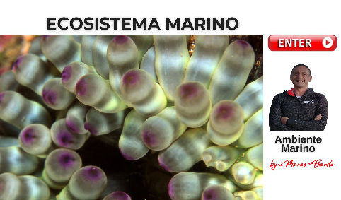 bottone ecosistema marino