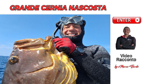 bottone grande cernia nascosta