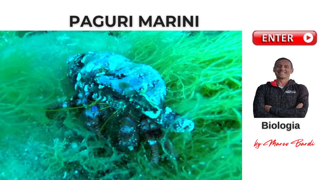 bottone paguri