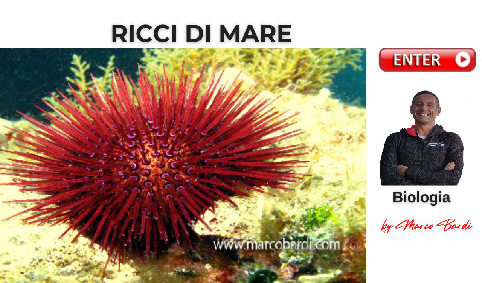bottone ricci di mare