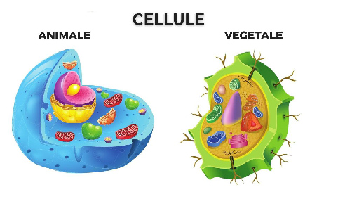 cellule
