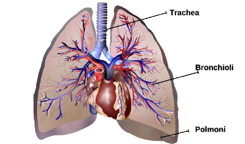fisiologia respirazione 02