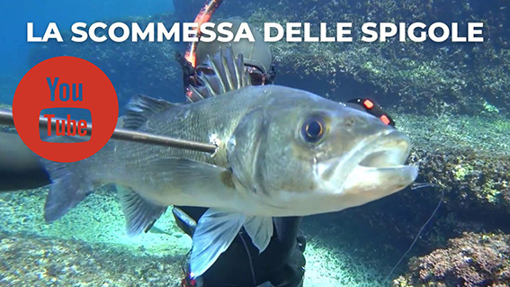 la scommessa delle spigole miniatura per video