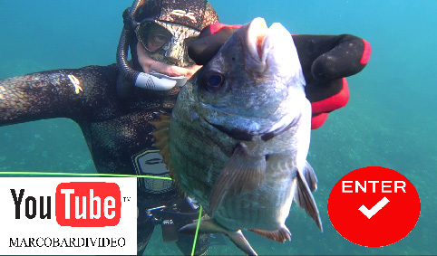 miniatura video sarago che sparisce