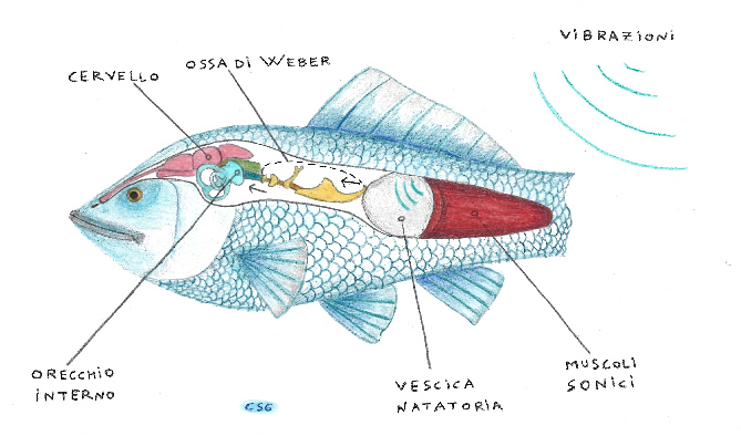 orecchio del pesce
