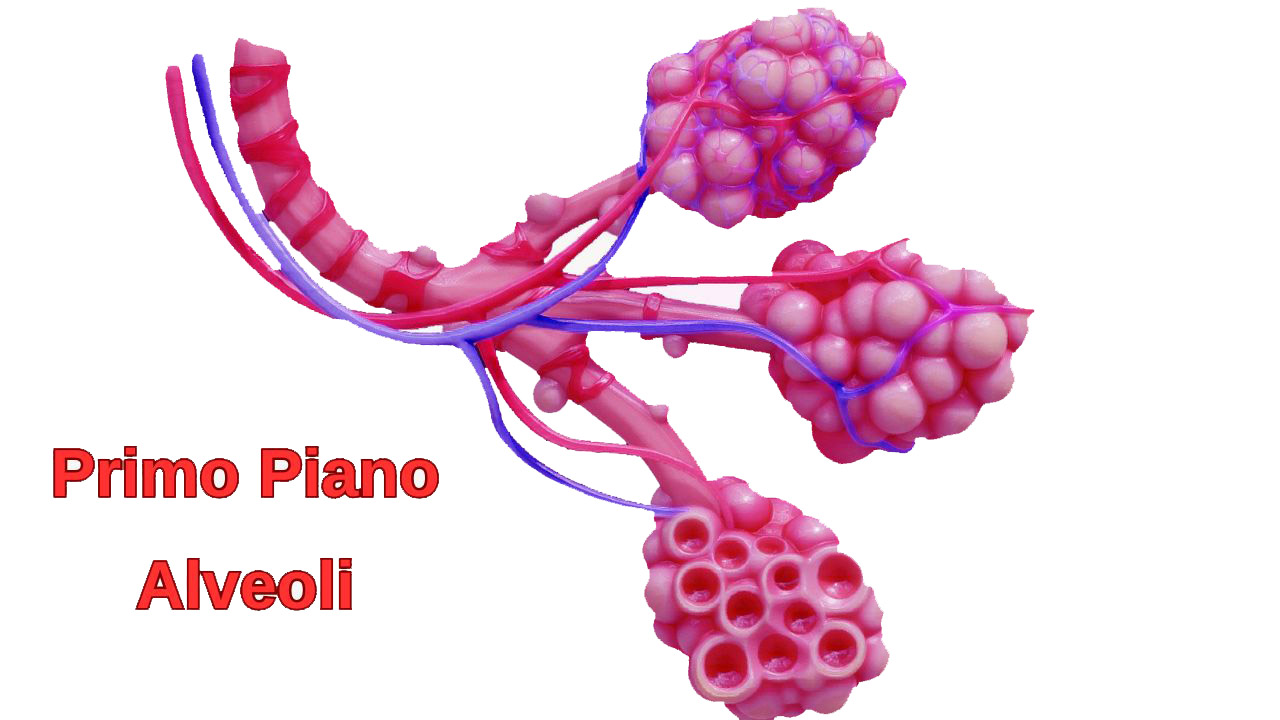 primo piano alveoli
