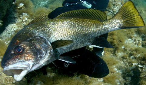 51 CORVINA