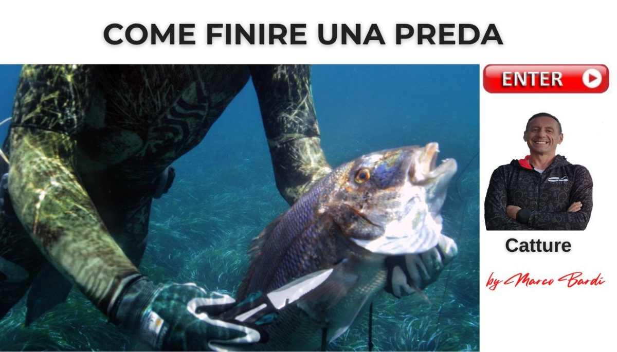 bott come finire una preda
