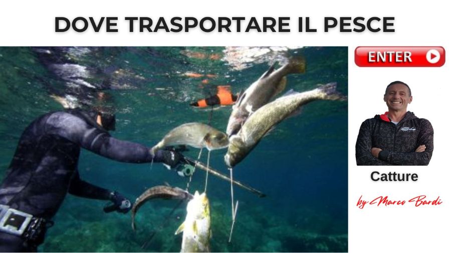 bott dove trasportare il pesce
