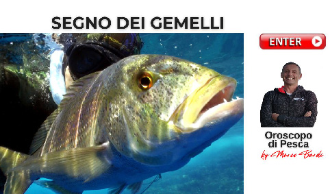 bottone gemelli dentice