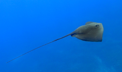 pastinaca 01